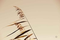 Framed Windswept Grasses