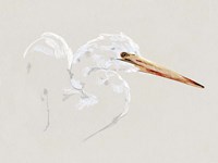Framed Bright Egret Sketch I