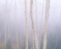 Framed Aspens In The Fog