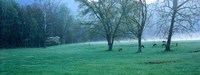 Framed Foggy Morning and Deer