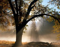 Framed Sunrays Through the Fog