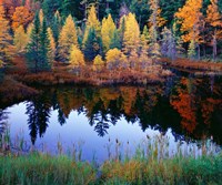 Framed Tamarack Reflections