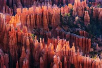 Framed Bryce Canyon at Sunset