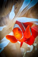 Framed Clownfish Defends his White Anemone