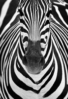 Framed Zebra