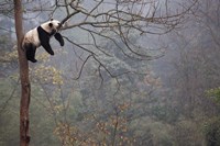 Framed Lazy Panda