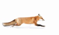 Framed Red Fox on the Run - Algonquin Park