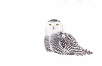 Framed Snowy Owl in Winter Snow