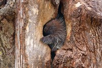 Framed Baby Porcupine in Tree