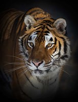 Framed Portrait of a Siberian Tiger
