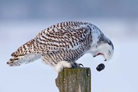 Framed Snowy Owl - Cough it up Buddy