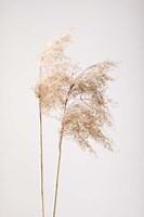 Framed Reed Grass Grey 2