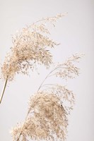 Framed Reed Grass Grey 6