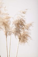 Framed Reed Grass Grey 9
