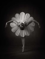 Framed Floral Ballet