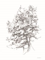 Framed Whispering Pines 2