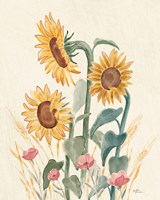 Framed 'Sunflower Season IX Bright' border=