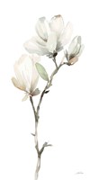 Framed White Magnolia II