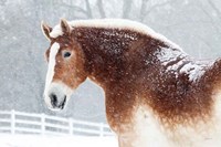 Framed Snowy Draft Horse