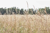 Framed Summer Field II