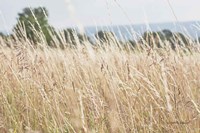 Framed Summer Field I