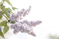 Framed Pale Lilacs I