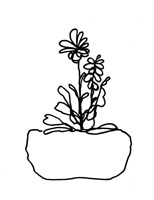 Framed Hand Sketch Flowerpot II