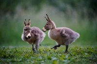 Framed Donkey Ducklings