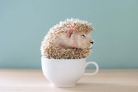 Framed Lion in a Cup