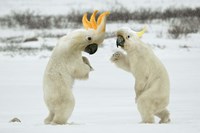 Framed Cockabears