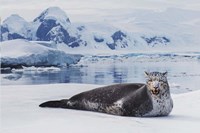 Framed Leopard Seal