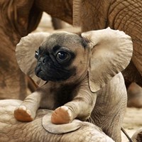 Framed Pugephant