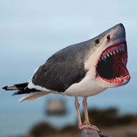 Framed Sharkgull