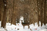 Framed Forest of Snow White