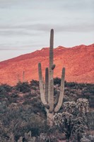 Framed Sunsets and Saguaros I