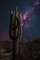 Framed Desert Nights