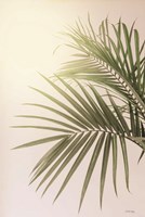 Framed Sunkissed Palm