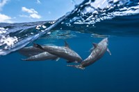 Framed Dolphins