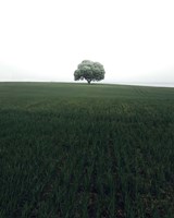 Framed Lonely Oak Tree