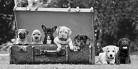 Framed Dog Pups in a Suitcase