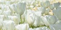 Framed Field of White Tulips