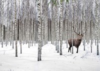 Framed Stag in Birch Forest, Norway