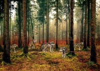 Framed Pack of Wolves in the Woods