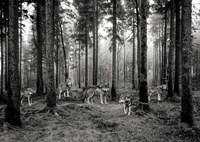 Framed Pack of Wolves in the Woods (BW)