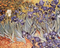 Framed Irises in the Garden, Saint-Remy, c.1889