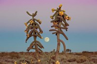 Framed Desert Moonrise