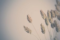 Framed Dried Grass Study