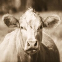 Framed Pasture Cow Sepia Sq