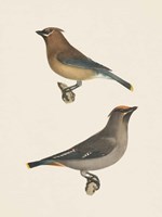 Framed Cedar Waxwings Bright