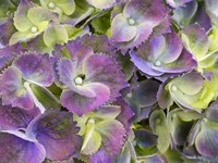 Framed Close-Up Of A Lacecap Hydrangea